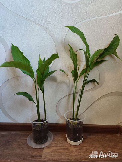 Спатифиллум себастьяно свит