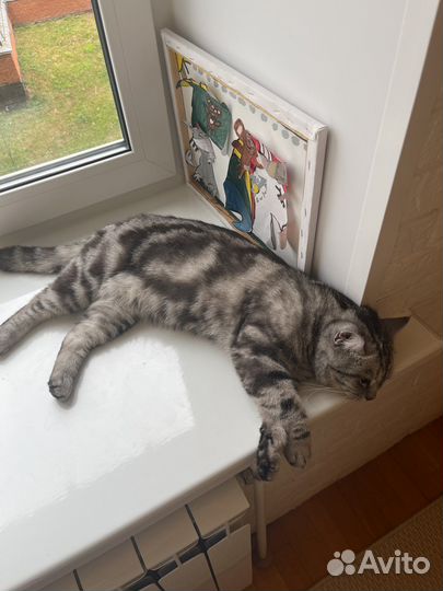 Кот-потеряшка