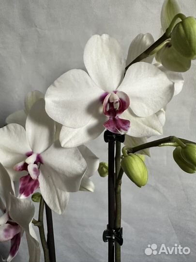 Орхидея фаленопсис
