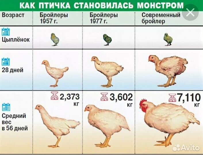 Цыплята бройлеры кобб 500