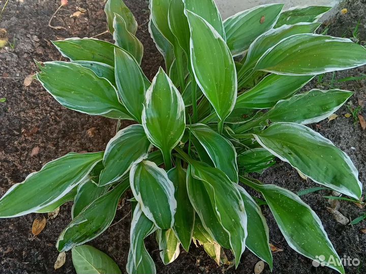 Хоста целым кустом