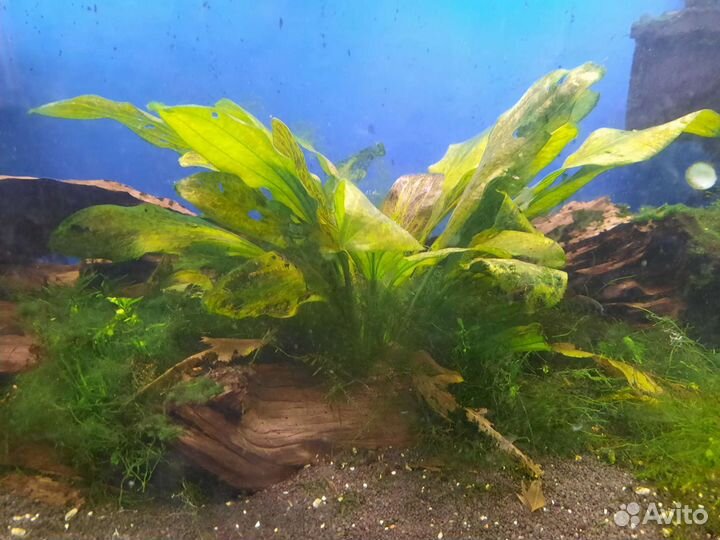 Аквариум с тумбой 450л