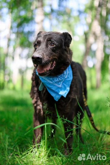 Спасите старичка из приюта