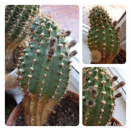 Кактусы цветущие