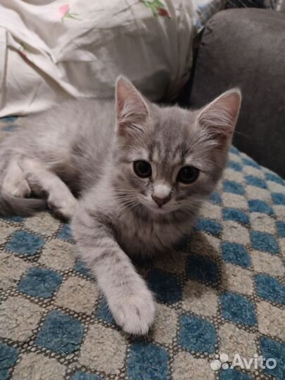 Британская кошка