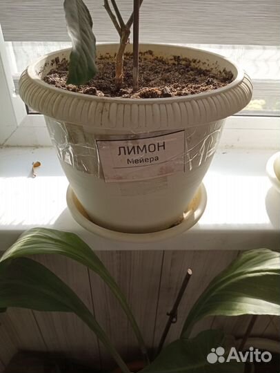 Лимон Майера, лимон Россо