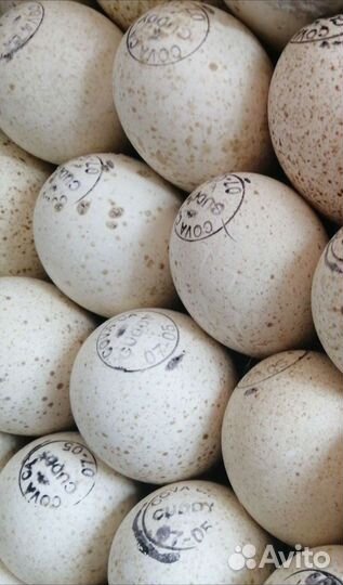 Инкубационное яйцо