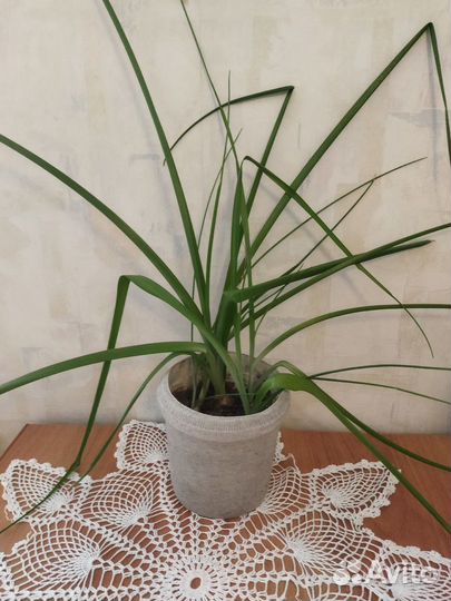 Индийский лук