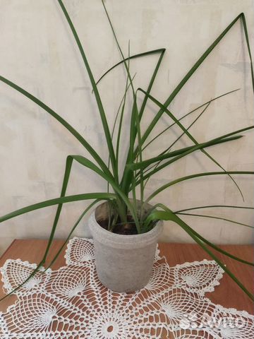 Индийский лук