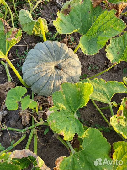 Тыква мраморная(жаба)