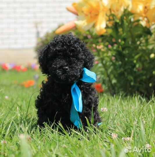 Той -пудель уголек