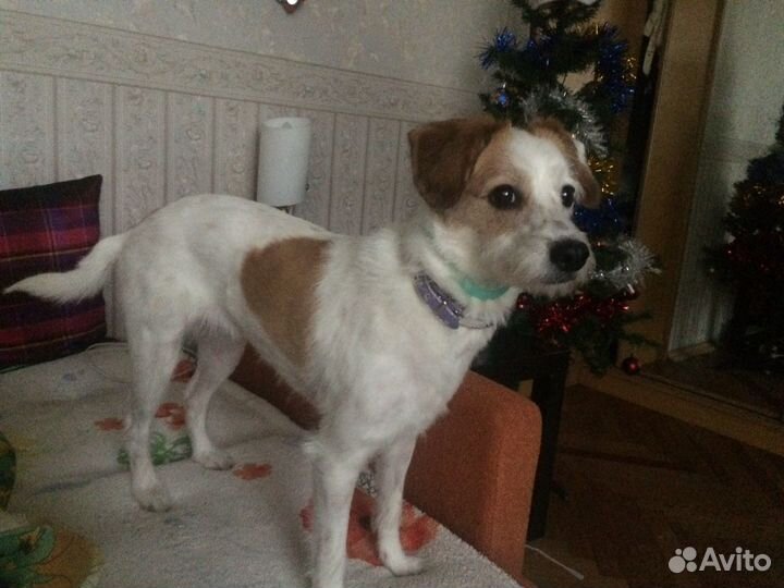 Передержка животных