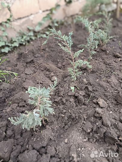 Можжевельник чешуйчатый