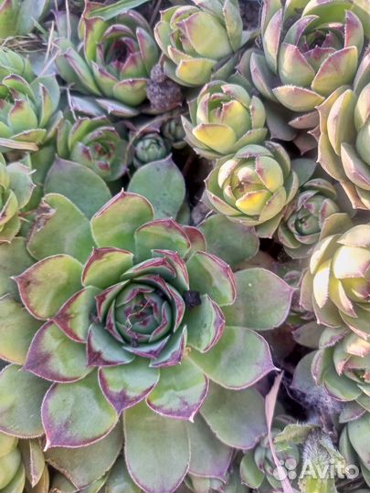 Суккуленты