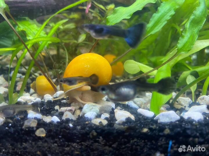 Гуппи малахит