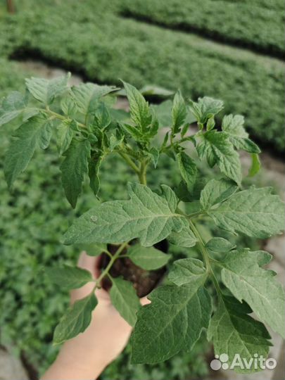 Рассада помидор, баклажаны