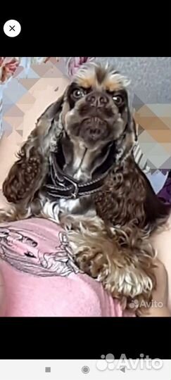 Кокер спаниель