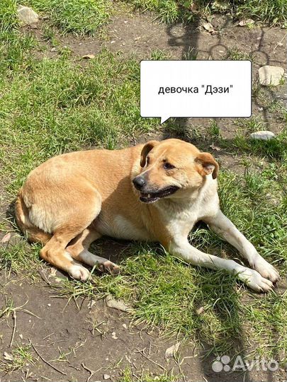 Собака в добрые руки отдам бесплатно