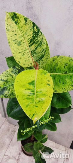 Фикусы сортовые