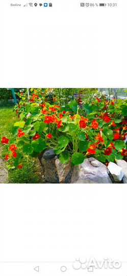 Рассада настурции