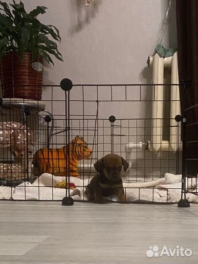 Щенки таксы