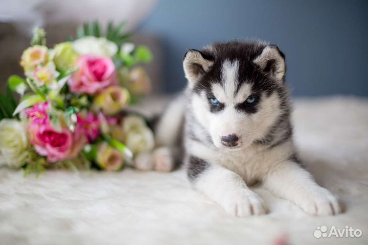 Фотосессия в студии