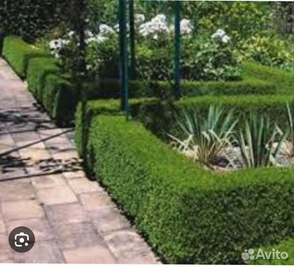 Кизильник блестящий живая изгородь саженцы