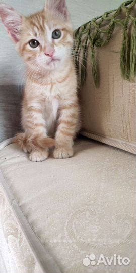 Рыжий котенок в добрые руки