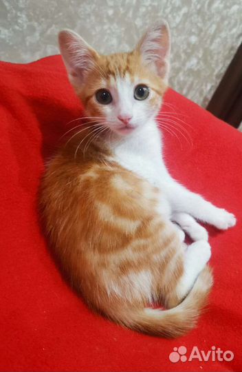 Котенок в добрые руки