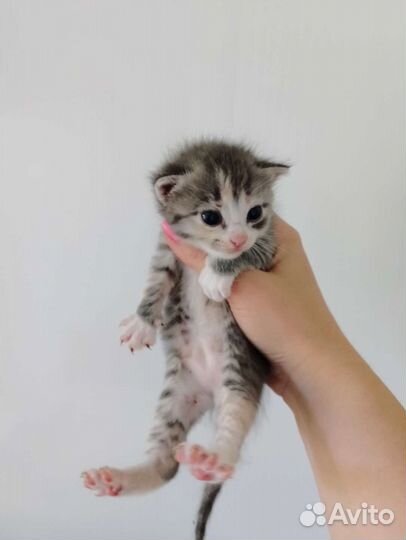 Котята в добрые руки бесплатно