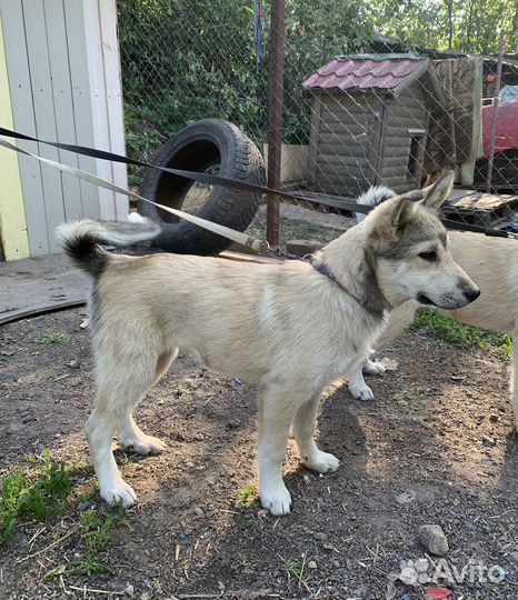 Девочка метис лайки 3,5 месяца