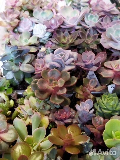 Суккуленты красивые 8