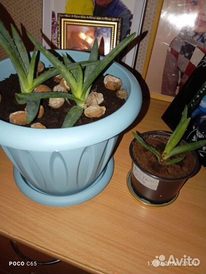 Алоэ лечебный