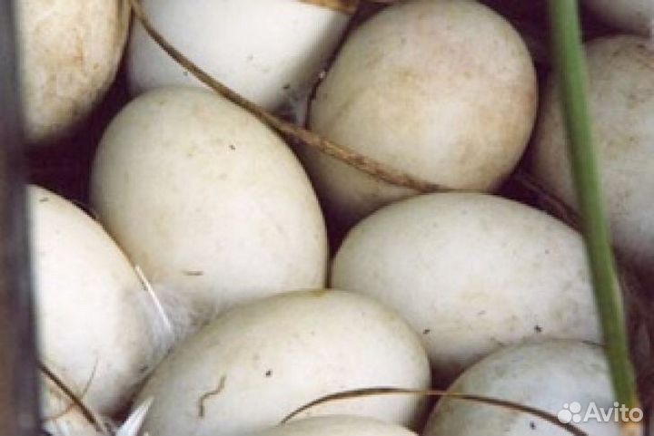 Инкубационное яйцо гусей купить. Купить мускусных яйца инкубационные яйца