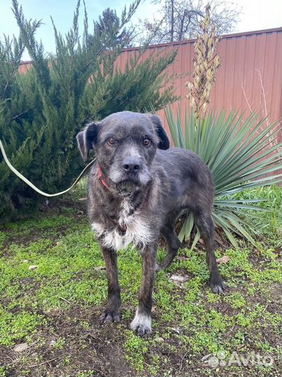 Собака-друг человека, в добрые руки