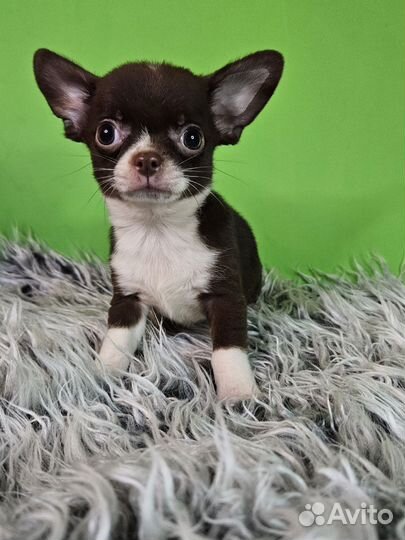 Чихуахуа мальчик шоколадного окраса