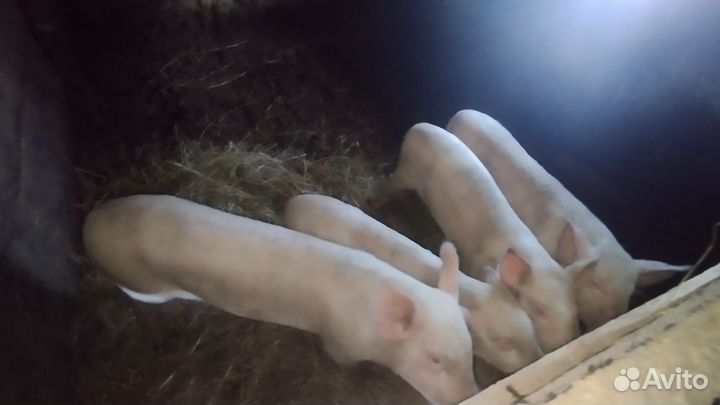 Поросята русские