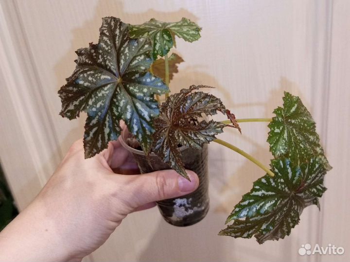 Бегония Грифон. Детка