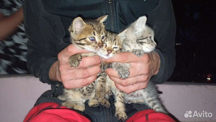 Котята в добрые руки бесплатно