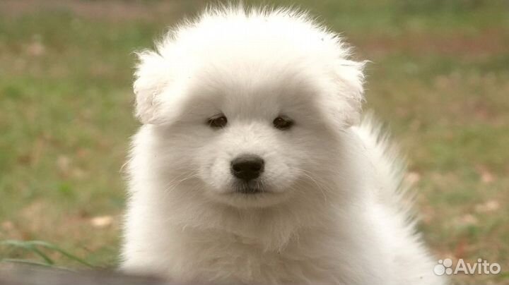 Щенки Самоеда