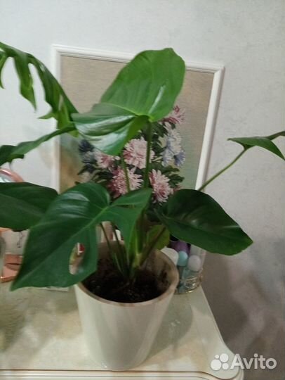 Комнатные цветы монстера