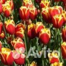 Цветы в пачках Тюльпан Красно-жёлтый. 130 шт