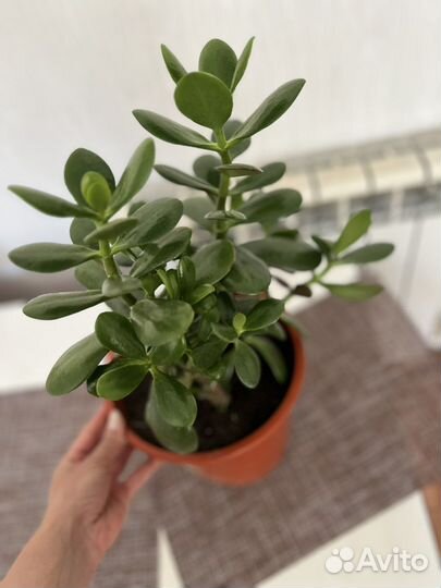 Денежное дерево