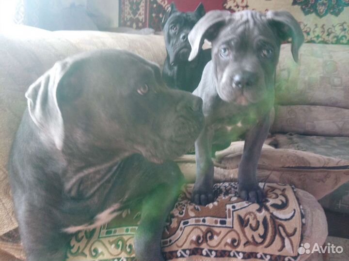 Собаки щенки коне корсо