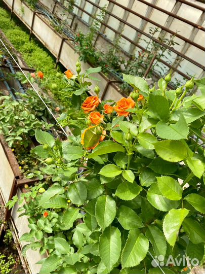 Продажа теплиц (цветы)