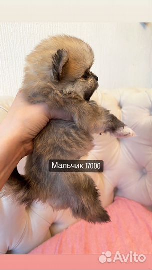 Щенки шпица