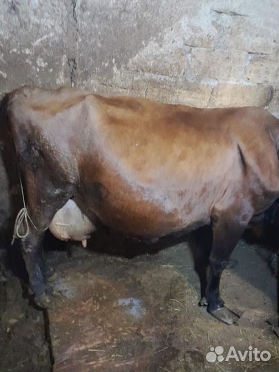 Корова на мясо, или на молоко