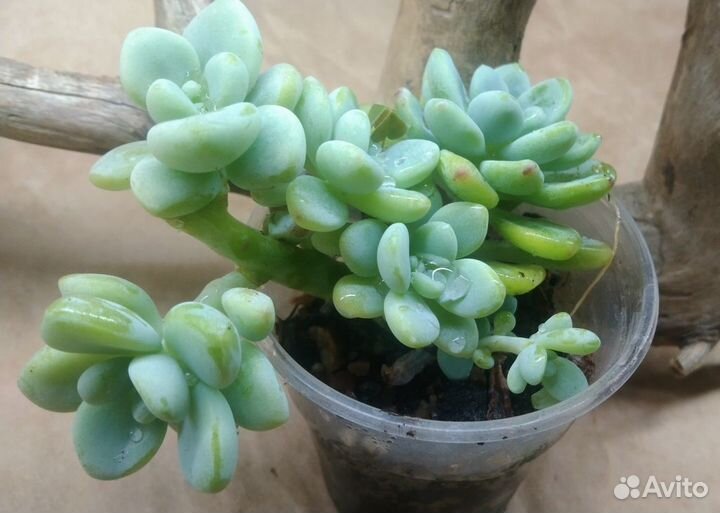 Немного седумов 10 сортов