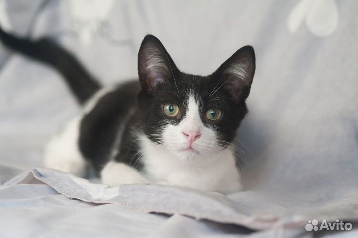 Роберт ищет дом