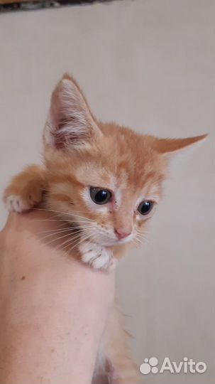 Котята